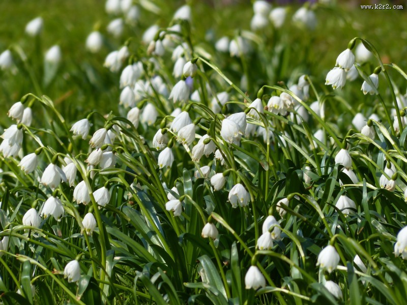 洁白的夏雪片莲图片