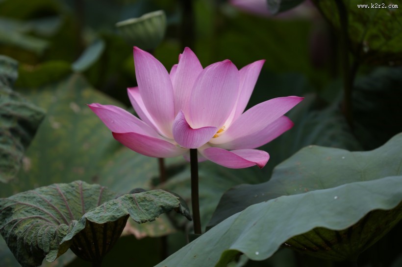 清新淡雅的荷花图片