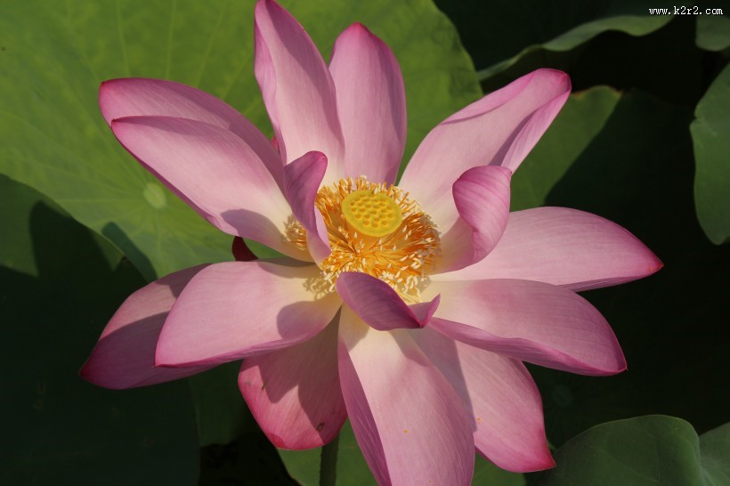 清新淡雅的荷花图片