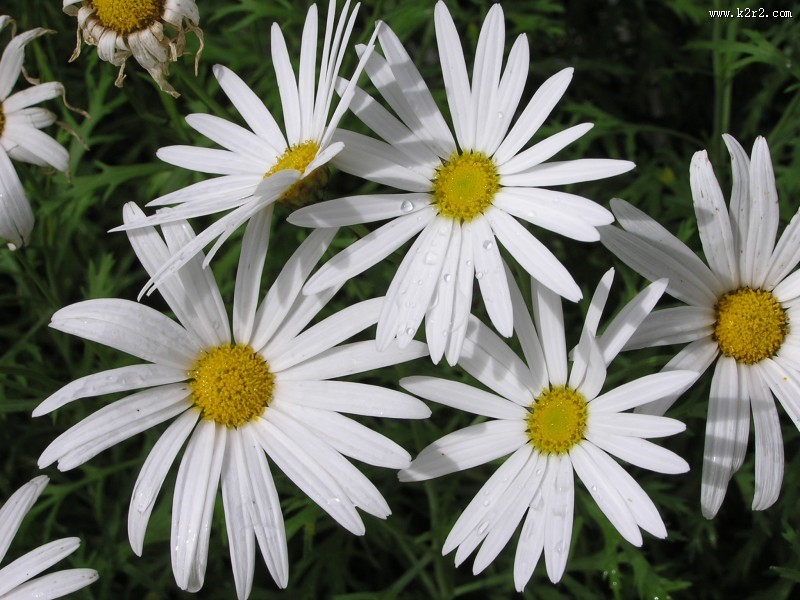 盛开的雏菊图片大全
