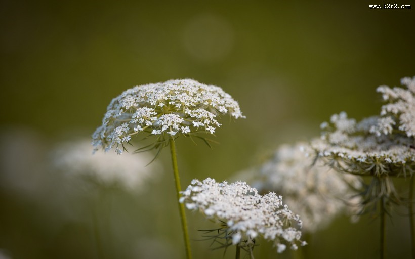 惹人怜爱的蕾丝花图片