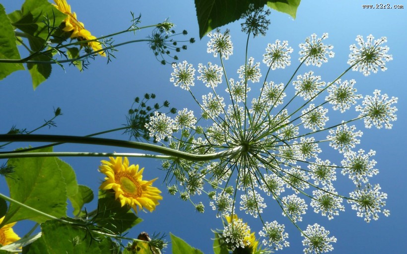 惹人怜爱的蕾丝花图片
