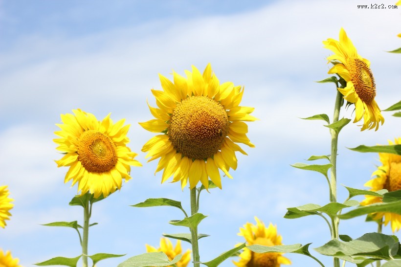 金灿灿的向日葵图片