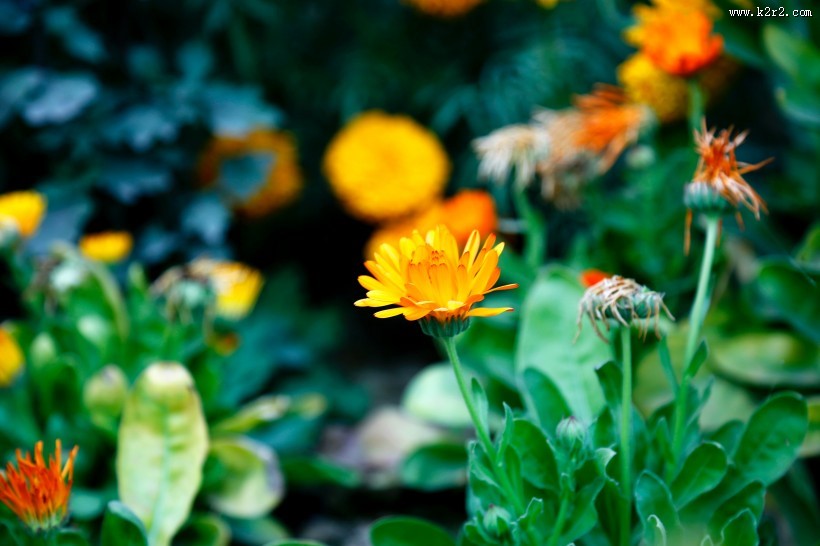 鲜艳的菊花图片