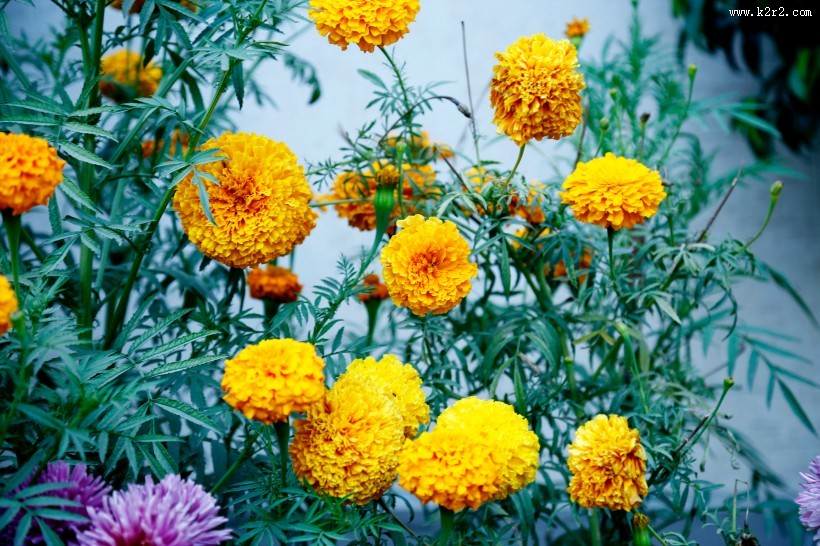 鲜艳的菊花图片