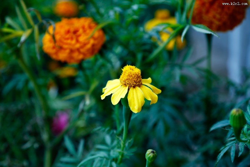 鲜艳的菊花图片