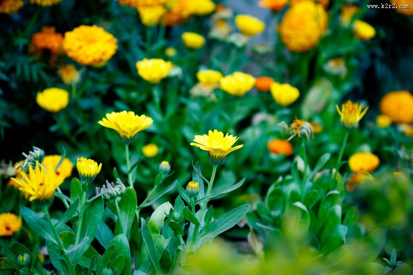 鲜艳的菊花图片