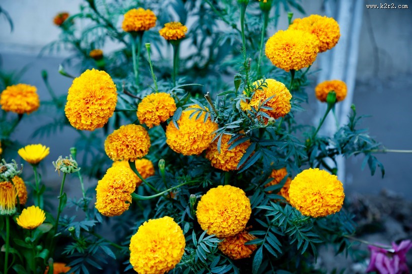 鲜艳的菊花图片