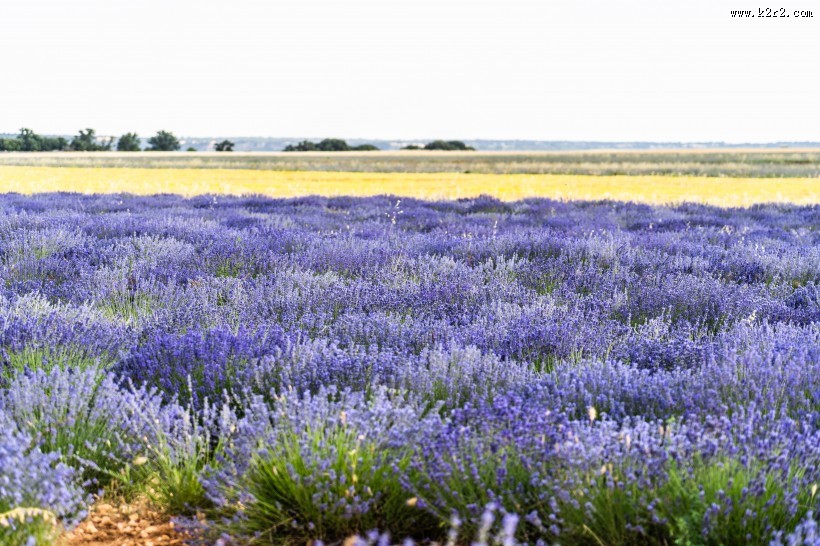 美丽的薰衣草花田图片