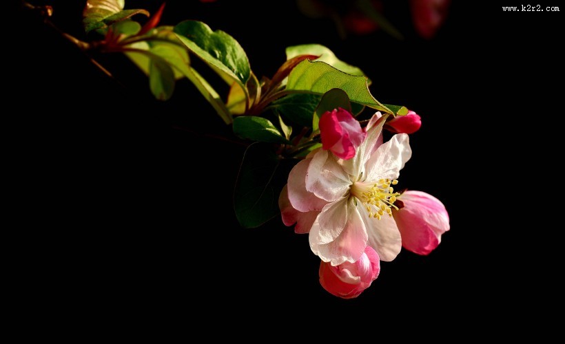 高雅的海棠花图片大全