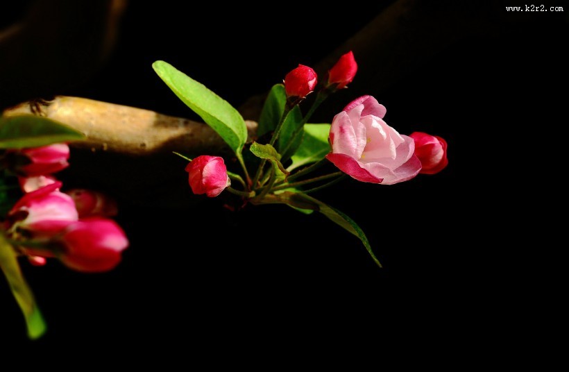 高雅的海棠花图片大全
