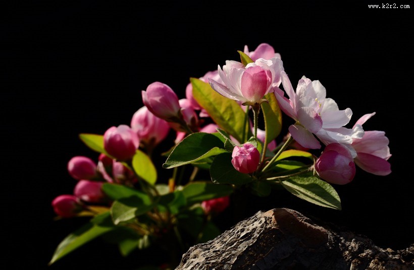 高雅的海棠花图片大全