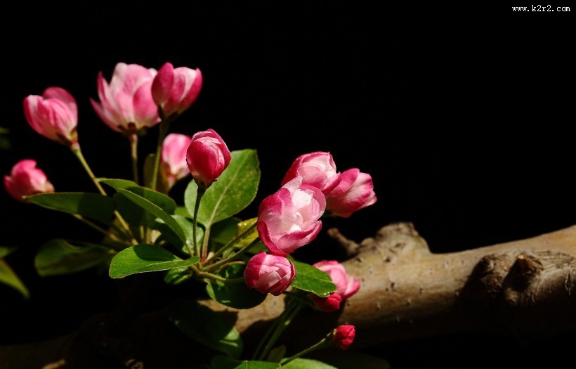 高雅的海棠花图片大全