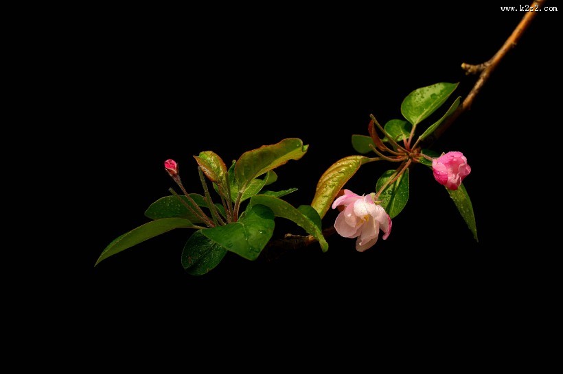 高雅的海棠花图片大全