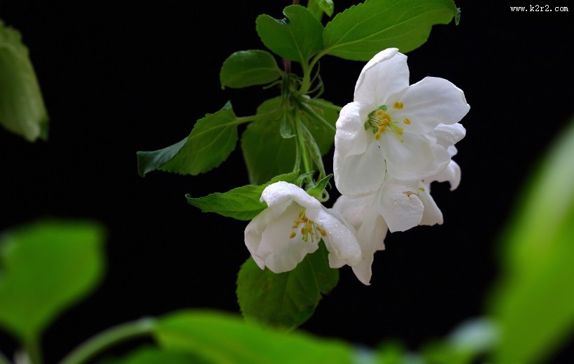 高雅的海棠花图片大全