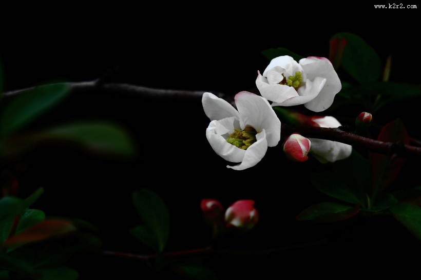 高雅的海棠花图片大全