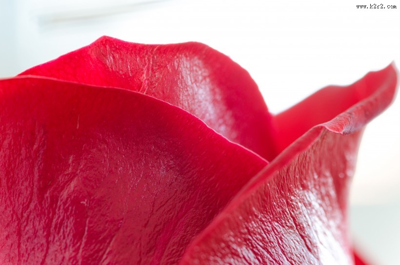 红玫瑰特写图片大全
