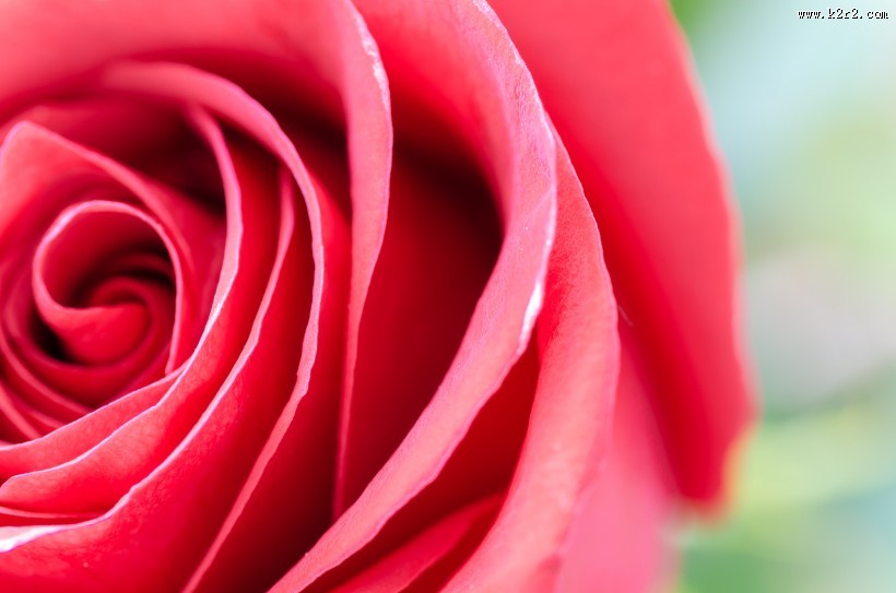 红玫瑰特写图片大全