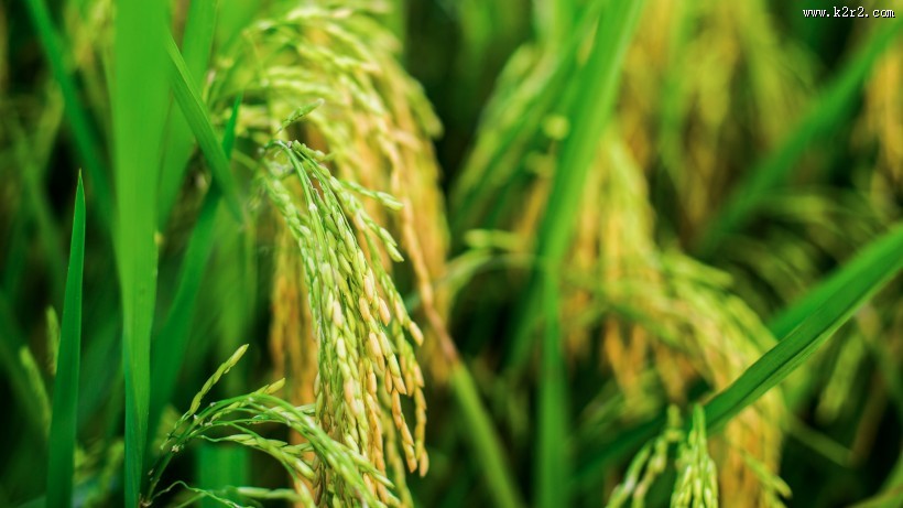 金灿灿的水稻图片