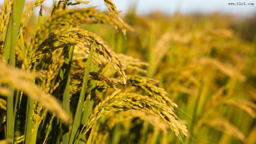 金灿灿的水稻图片