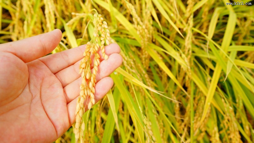 金灿灿的水稻图片