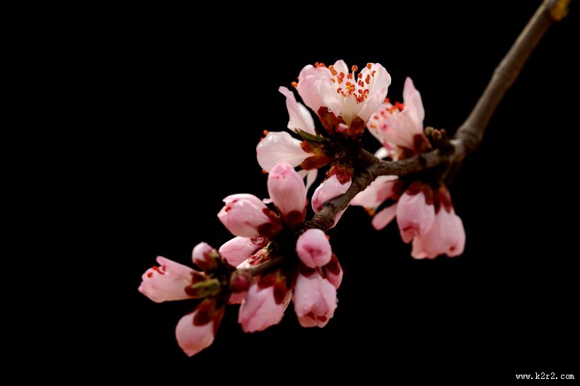 美丽的山桃花图片