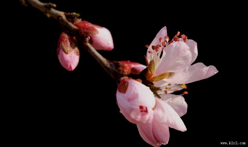 美丽的山桃花图片