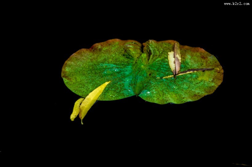 雨后池塘中的荷叶图片