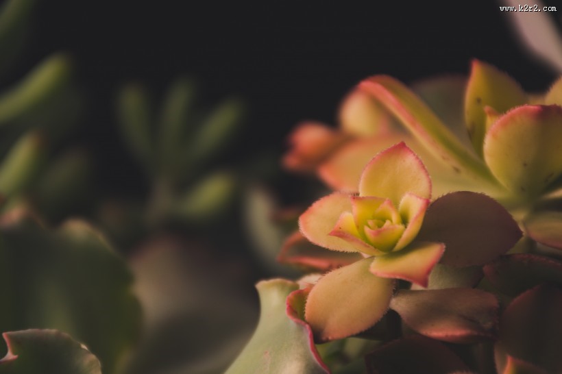 多肉特写图片大全