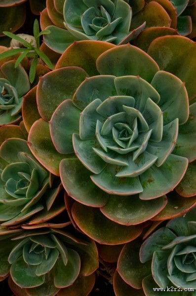 多肉特写图片大全