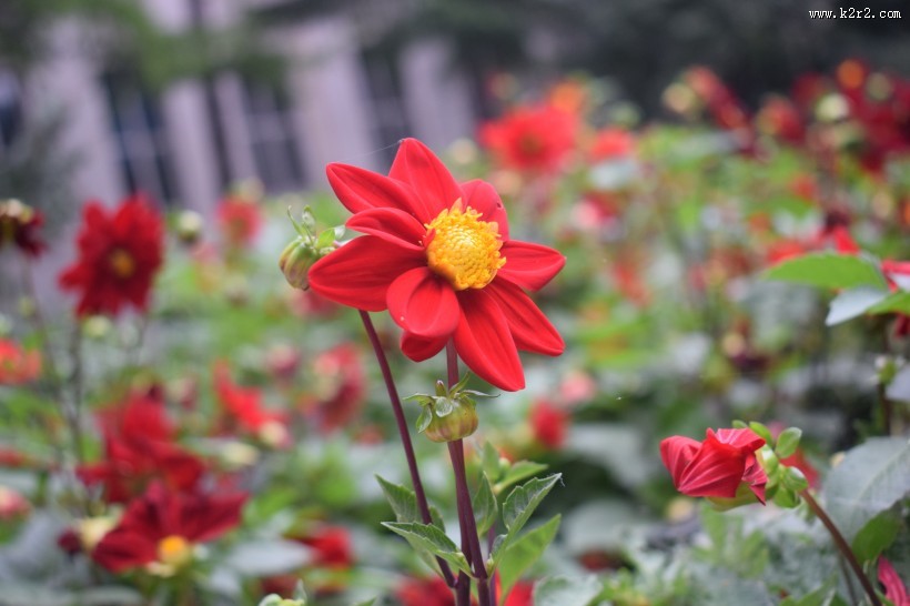 盛开的红色大丽花图片