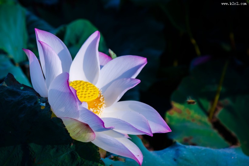 淡雅的荷花图片