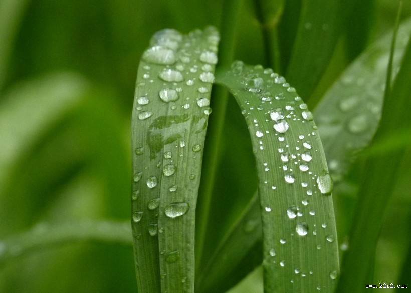 绿叶上的水珠图片大全