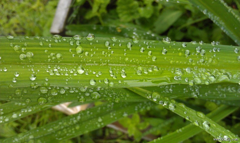 绿叶上的水珠图片大全