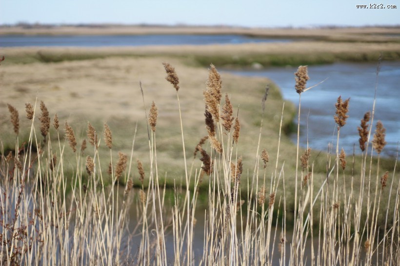 泛黄的芦苇图片