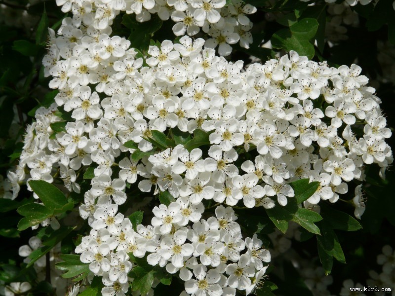 雪白的梨花图片