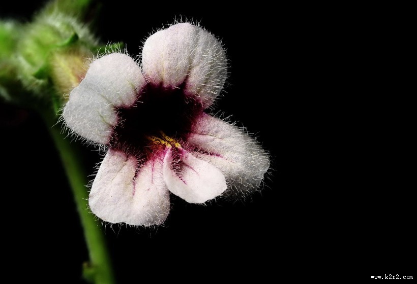 地黄花图片大全