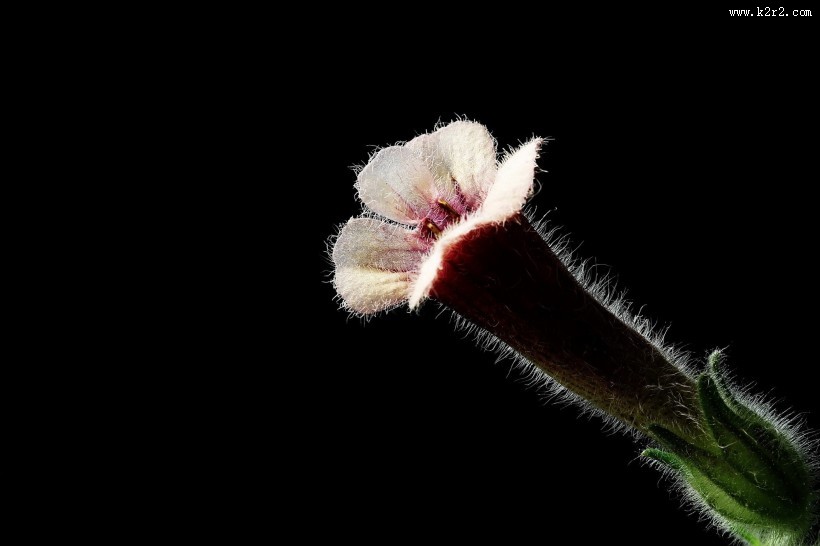 地黄花图片大全