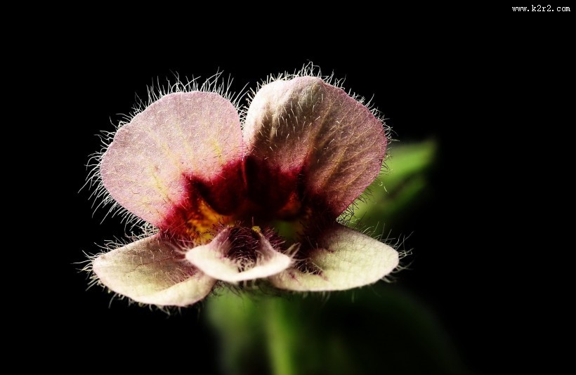 地黄花图片大全