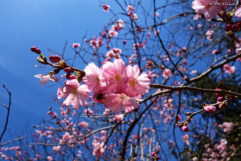 盛开似锦的樱花图片