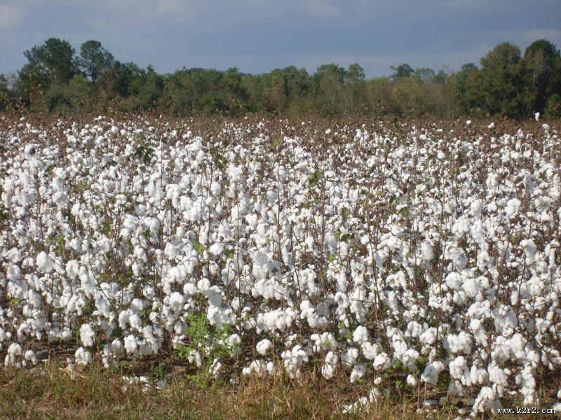 雪白的棉花图片大全