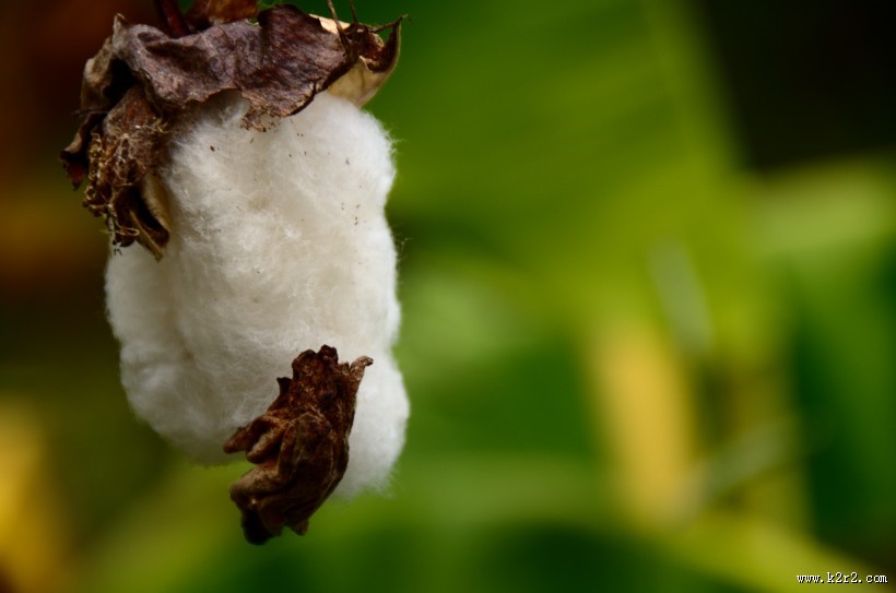 雪白的棉花图片大全