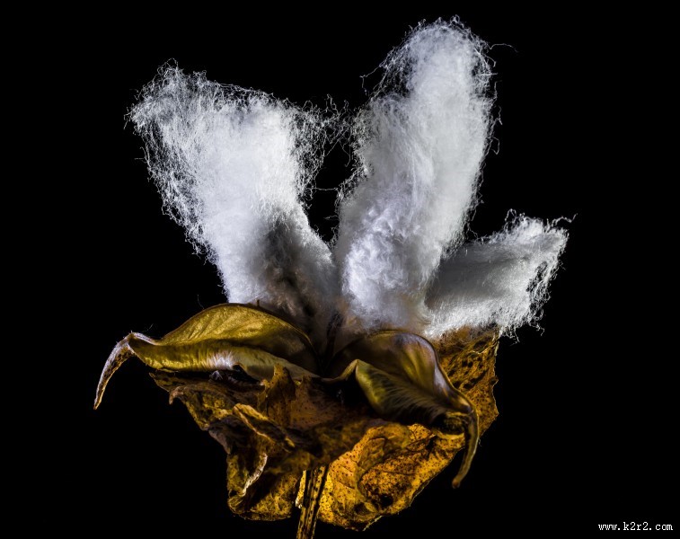 雪白的棉花图片大全