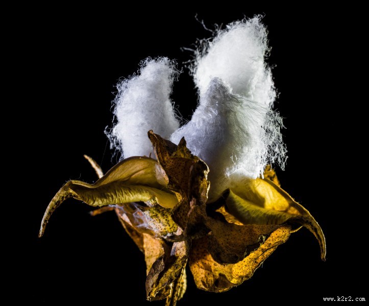 雪白的棉花图片大全