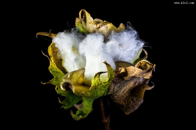 雪白的棉花图片大全