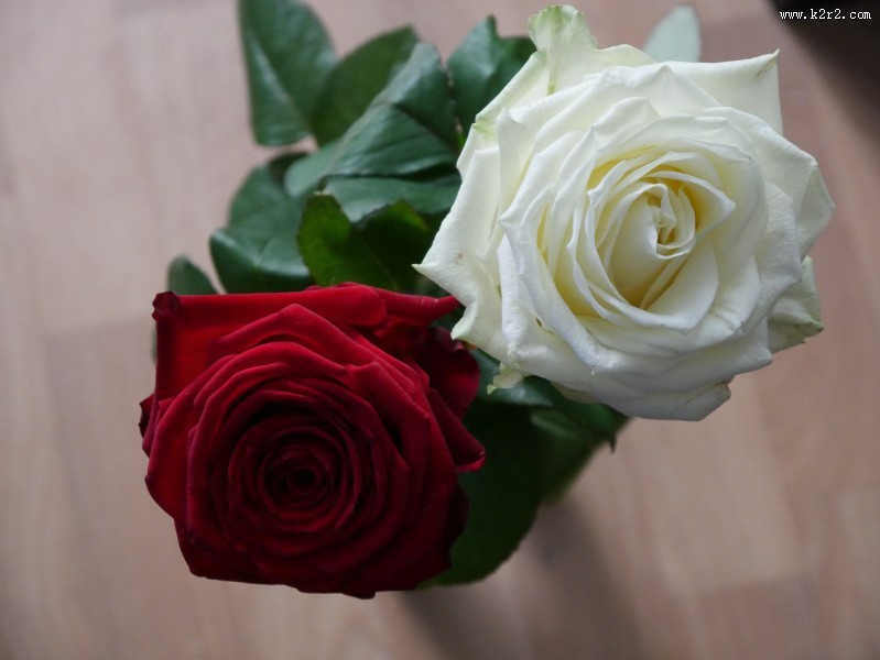 芬芳的玫瑰花图片