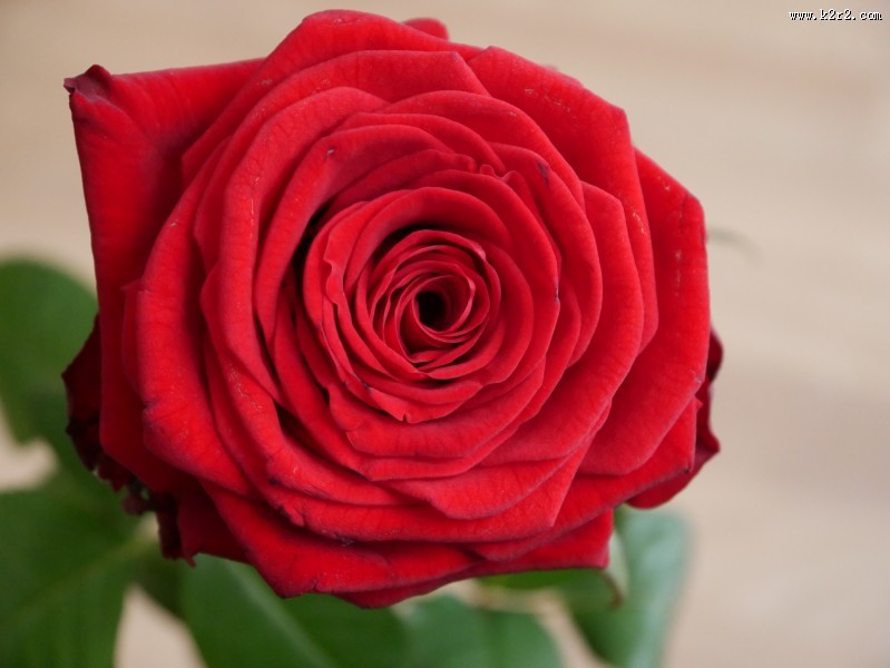 芬芳的玫瑰花图片