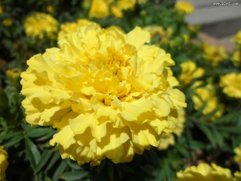 黄色的万寿菊图片大全