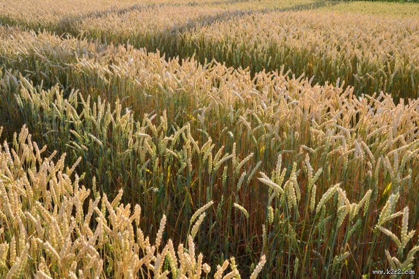 一片麦田图片