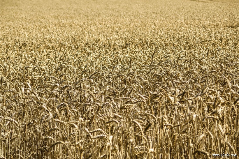 一片麦田图片